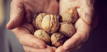 Vlašské ořechy: Studnice zdraví